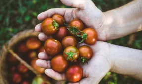 Cueillette de tomates dans des mains