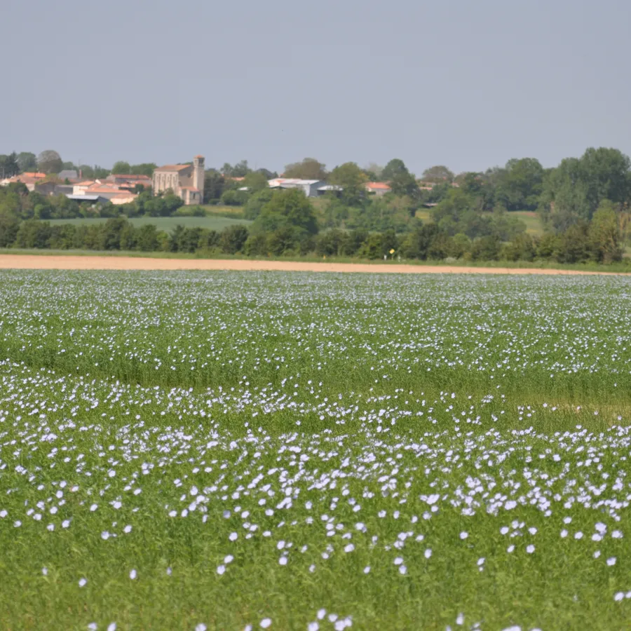 Paysage vendéen avec un champ de lin 