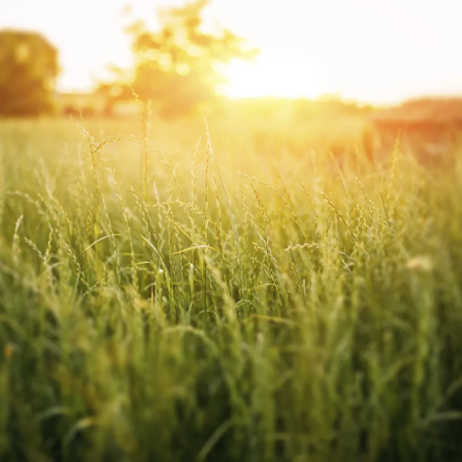 paysage vendéen avec herbe et coucher de soleil 