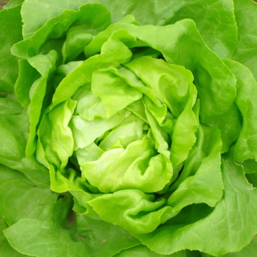 salade verte entière 