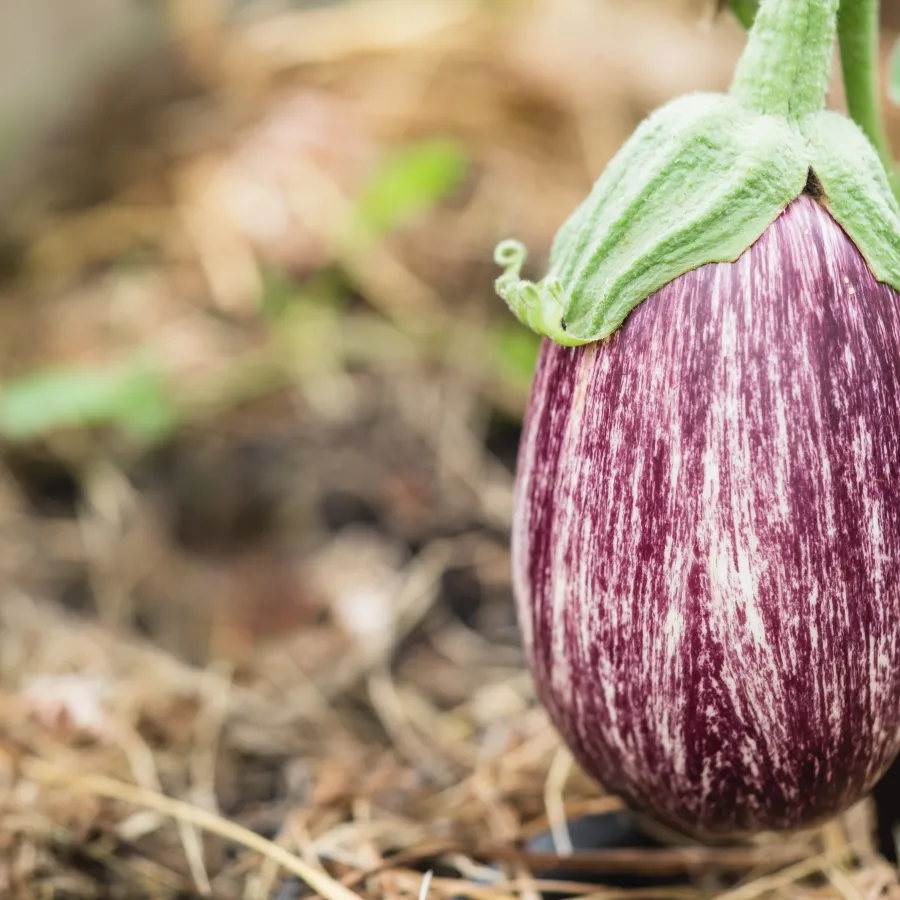 astuce cuisson aubergine fleury michon
