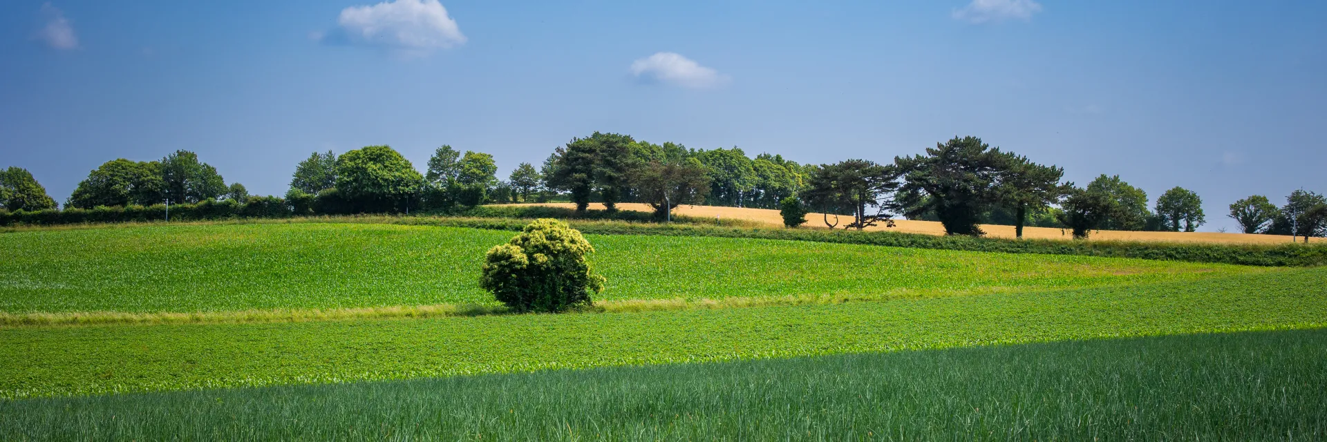 champs  avec culture et arbres ainsi qu'un ciel bleu