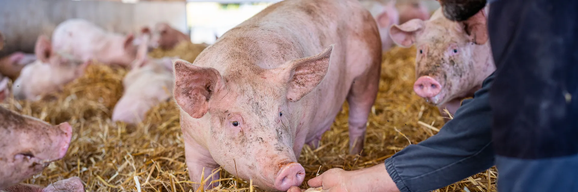 Fleury Michon, une marque engagée dans le bien-être animal