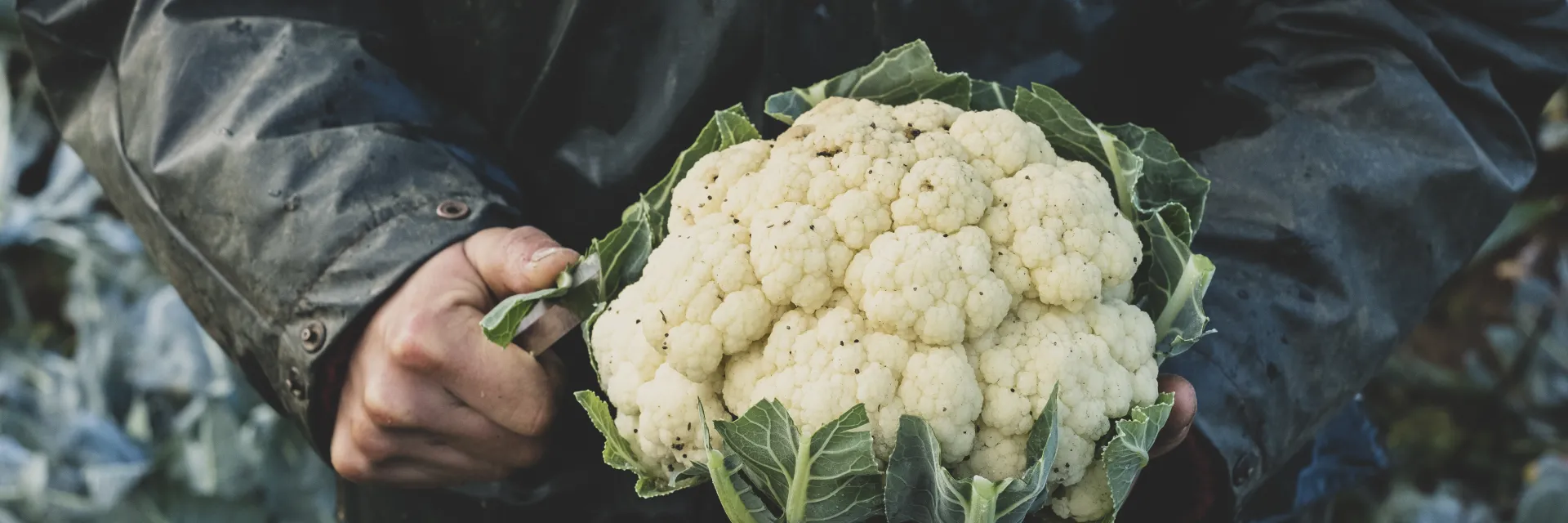 un homme tient dans ses mains un choux fleur et un couteau, comme si il venait de le cueillir