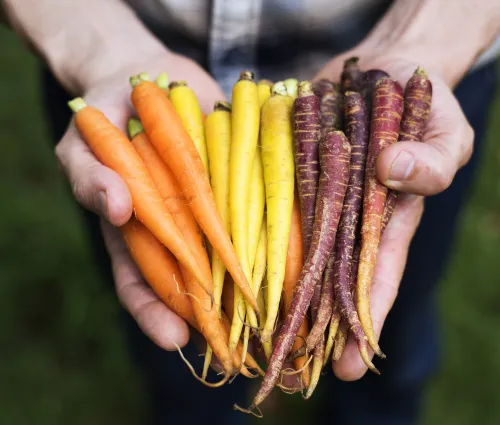 Carottes de différentes couleurs dans les mains d'une personne