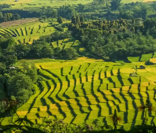 paysages de rizières 