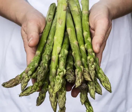 Cuisinier tenant des asperges vertes