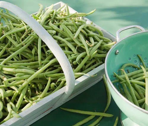 haricots verts fleury michon